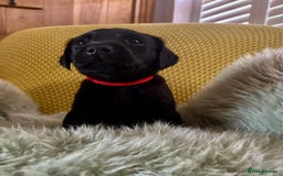 Labrador Retriever dogs for sale: Labrador puppies kennel Club registered - Image 8
