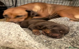 Rhodesian Ridgeback dogs for sale: Rhodesian Ridgeback puppies  - Image 6
