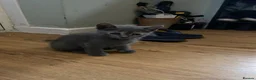 British Shorthair cats for sale: Final British Blue Cross Kitten – Ready NOW! - Advert 5