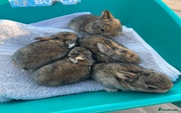 Mixed Breed rabbits for sale: Mini lop X bunnies - Image 10