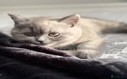 Scottish Fold cats for sale: Kitten 🥰 - Image 4