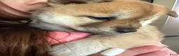 Mixed Breed dogs for sale: Chowski puppy’s  - Advert 14