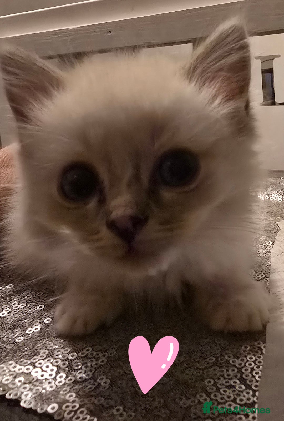 Ragdoll cats for sale: Ragdoll kittens  - Advert 1