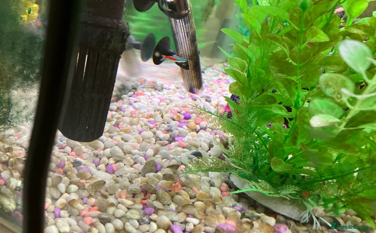 Tetras fish - Advert 1