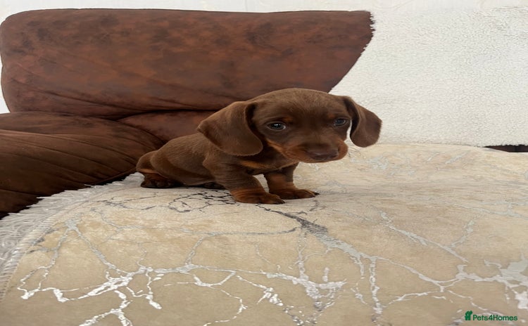 Miniature Dachshund dogs - Advert 10