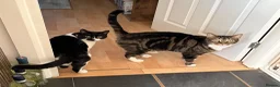Mixed Breed cats for sale: 2 cats for rehoming together in Newark - Advert 1