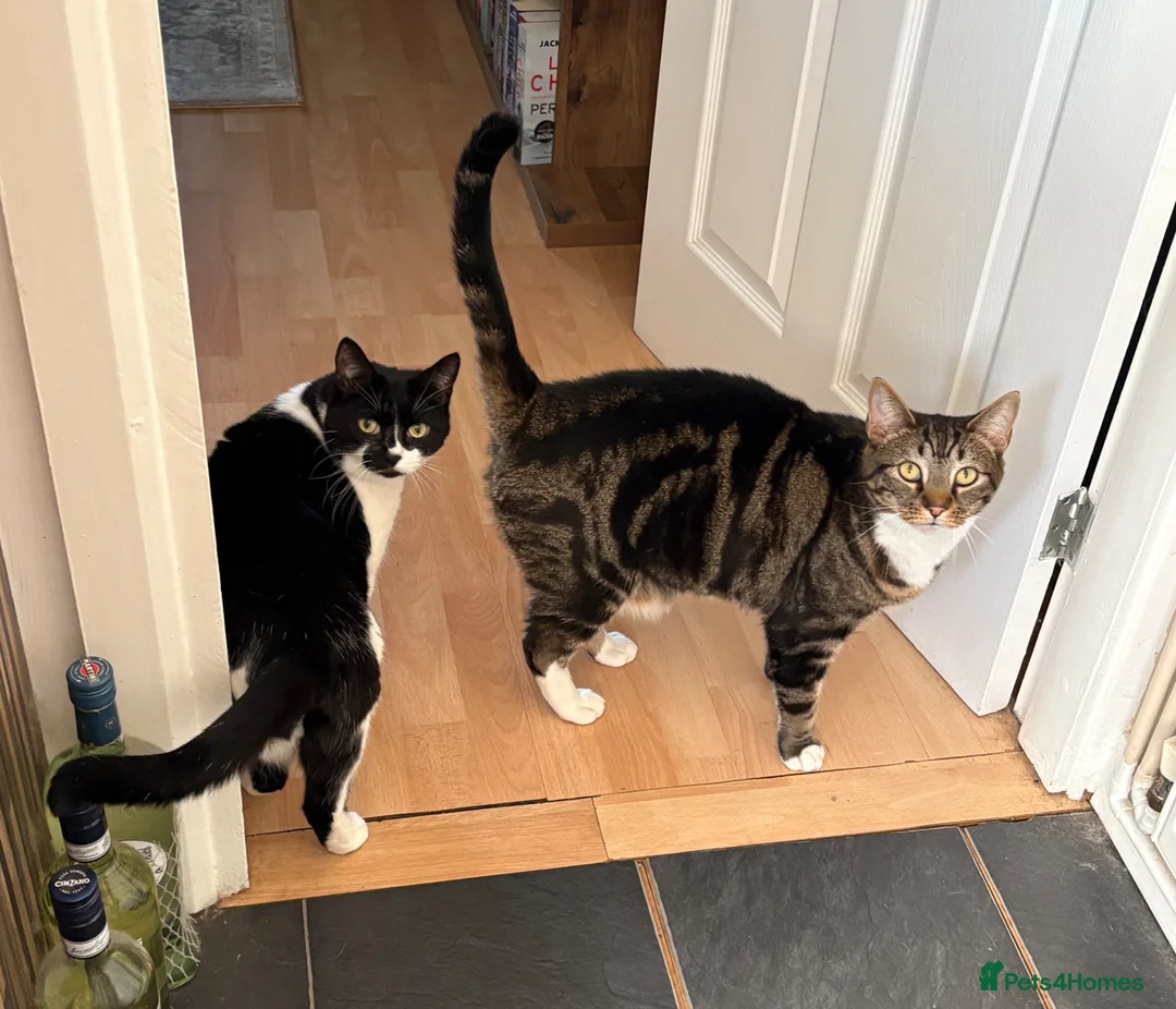 Mixed Breed cats for sale: 2 cats for rehoming together in Newark - Advert 1