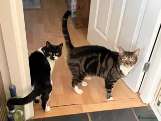 Mixed Breed cats 2 cats for rehoming together - Advert 1