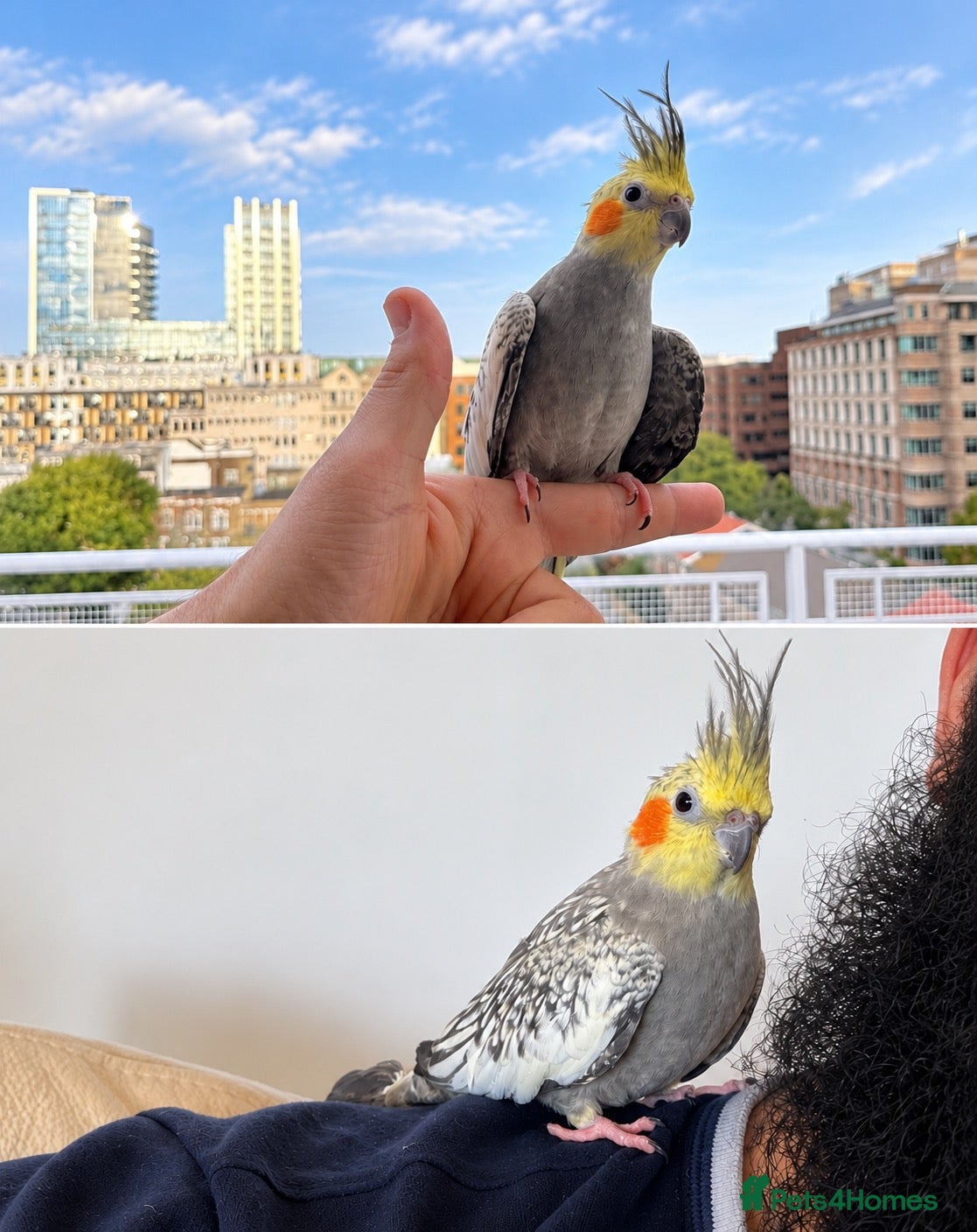 Cockatiels birds Cocktail couple - Advert 8