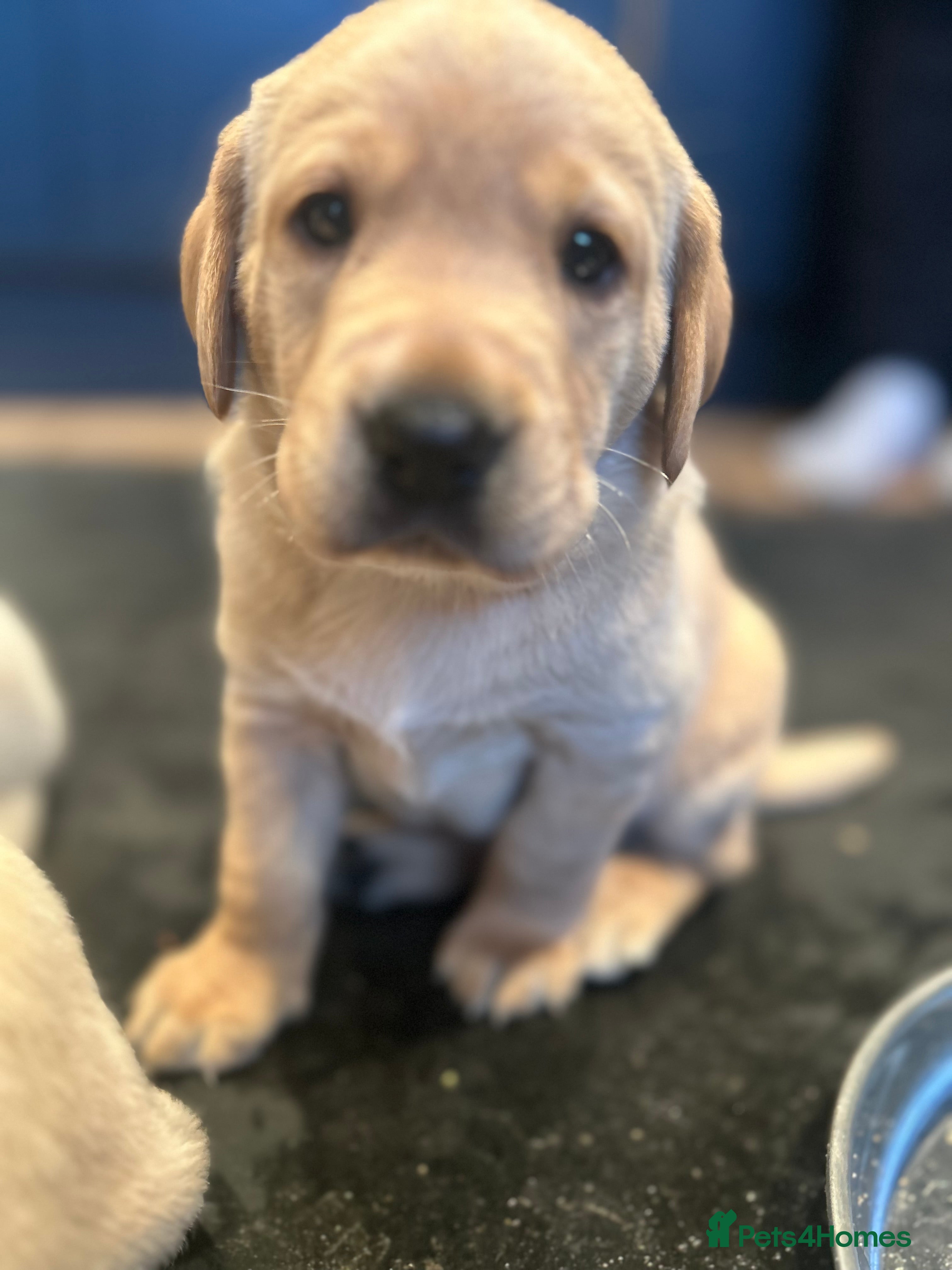 Labrador Retriever dogs KC registered Labrador boys for sale  - Advert 18