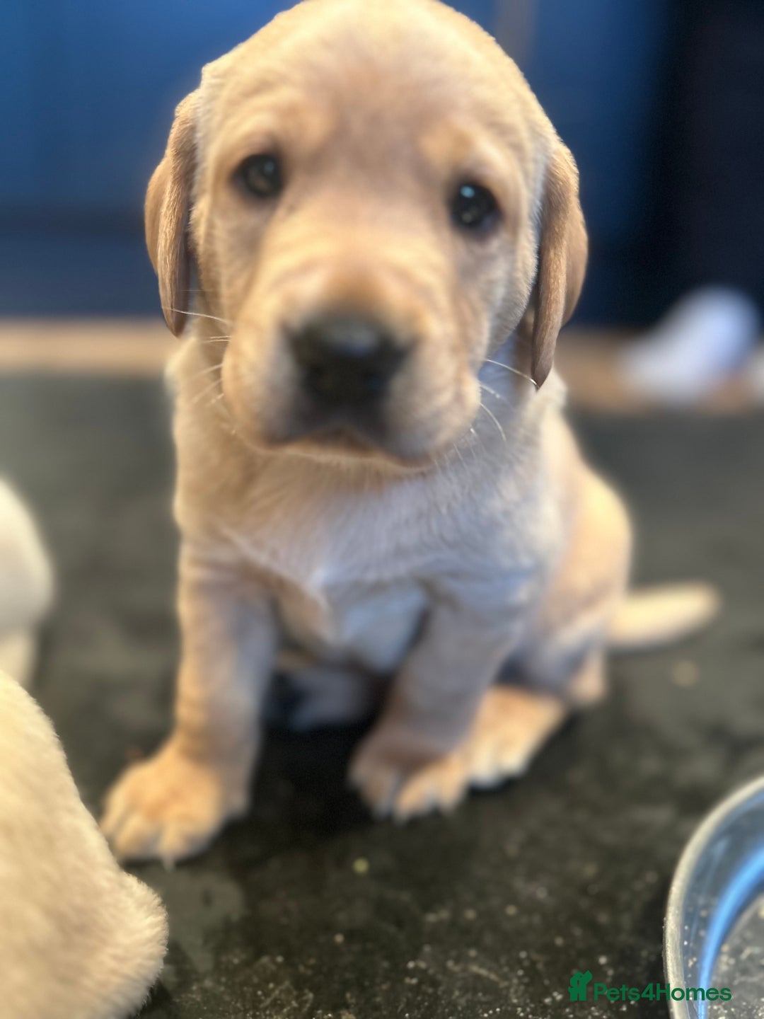 Labrador Retriever dogs for sale: KC registered Labrador boys for sale  - Advert 3