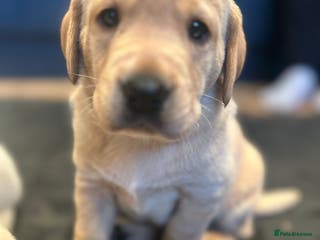 Labrador Retriever dogs KC registered Labrador boys for sale - Advert 18
