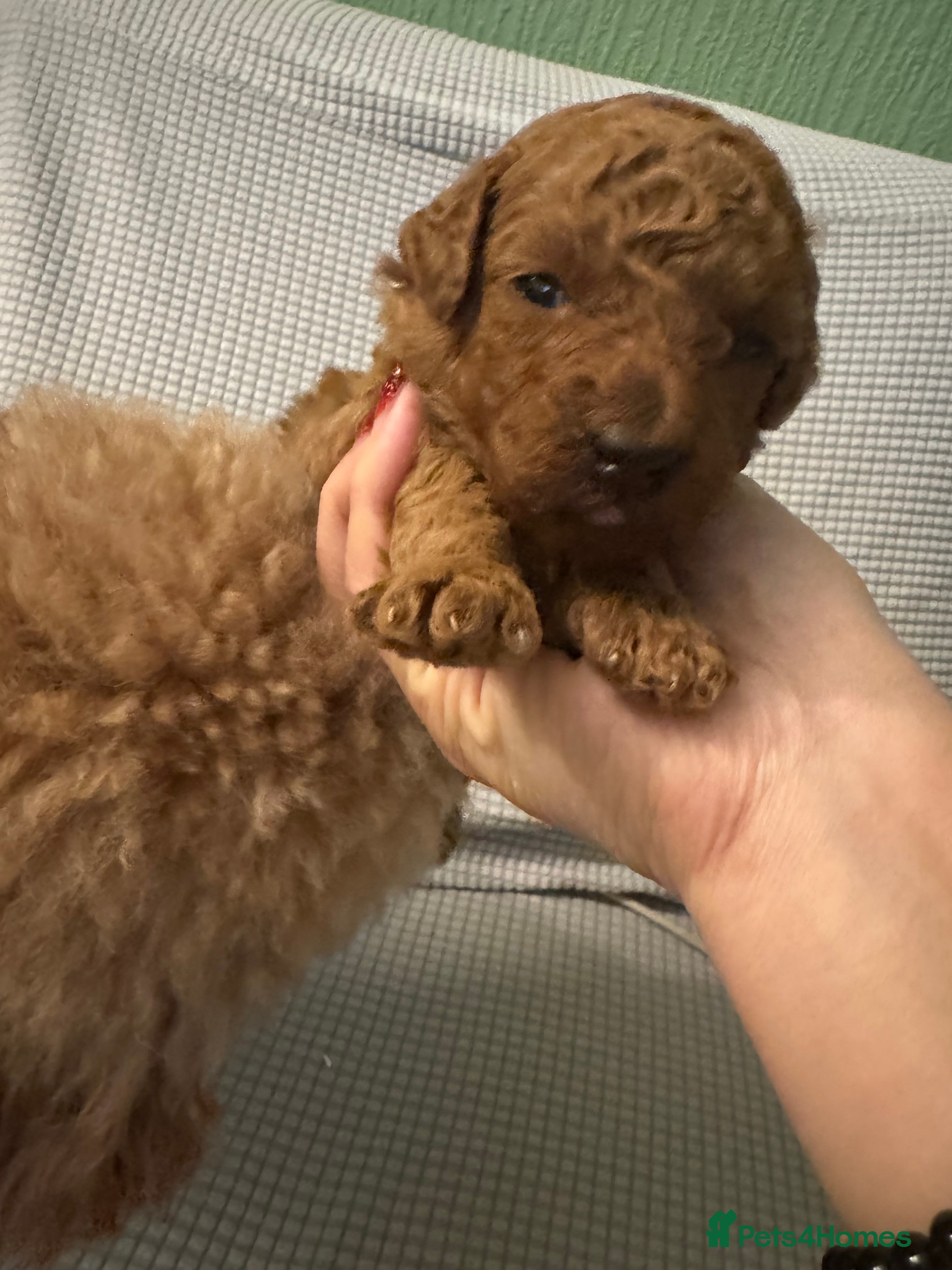 Toy Poodle dogs Tiny pure dark red toy poodles boy and girls  - Advert 9