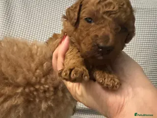 Toy Poodle dogs Tiny pure dark red toy poodles boy and girls - Advert 9