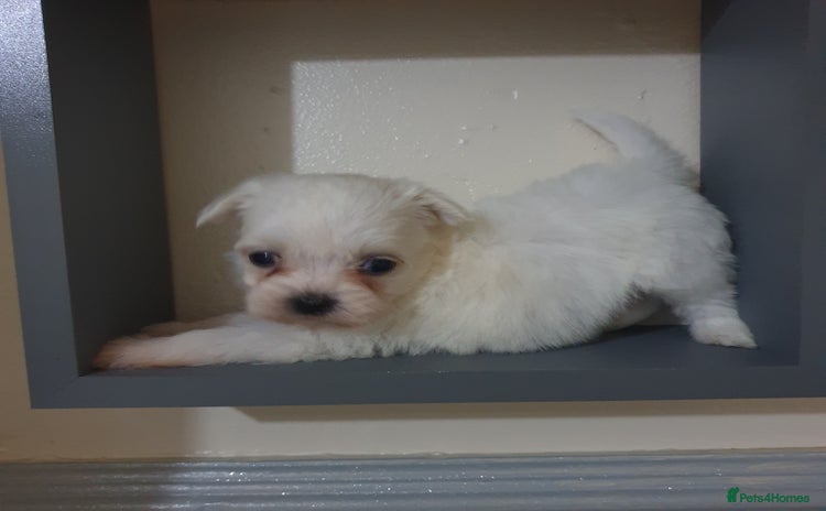 Maltese dogs - Advert 1