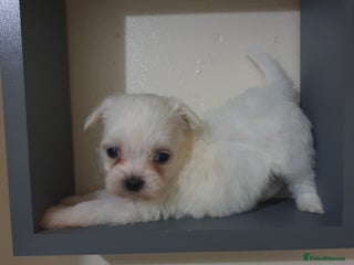 Maltese dogs - Advert 10