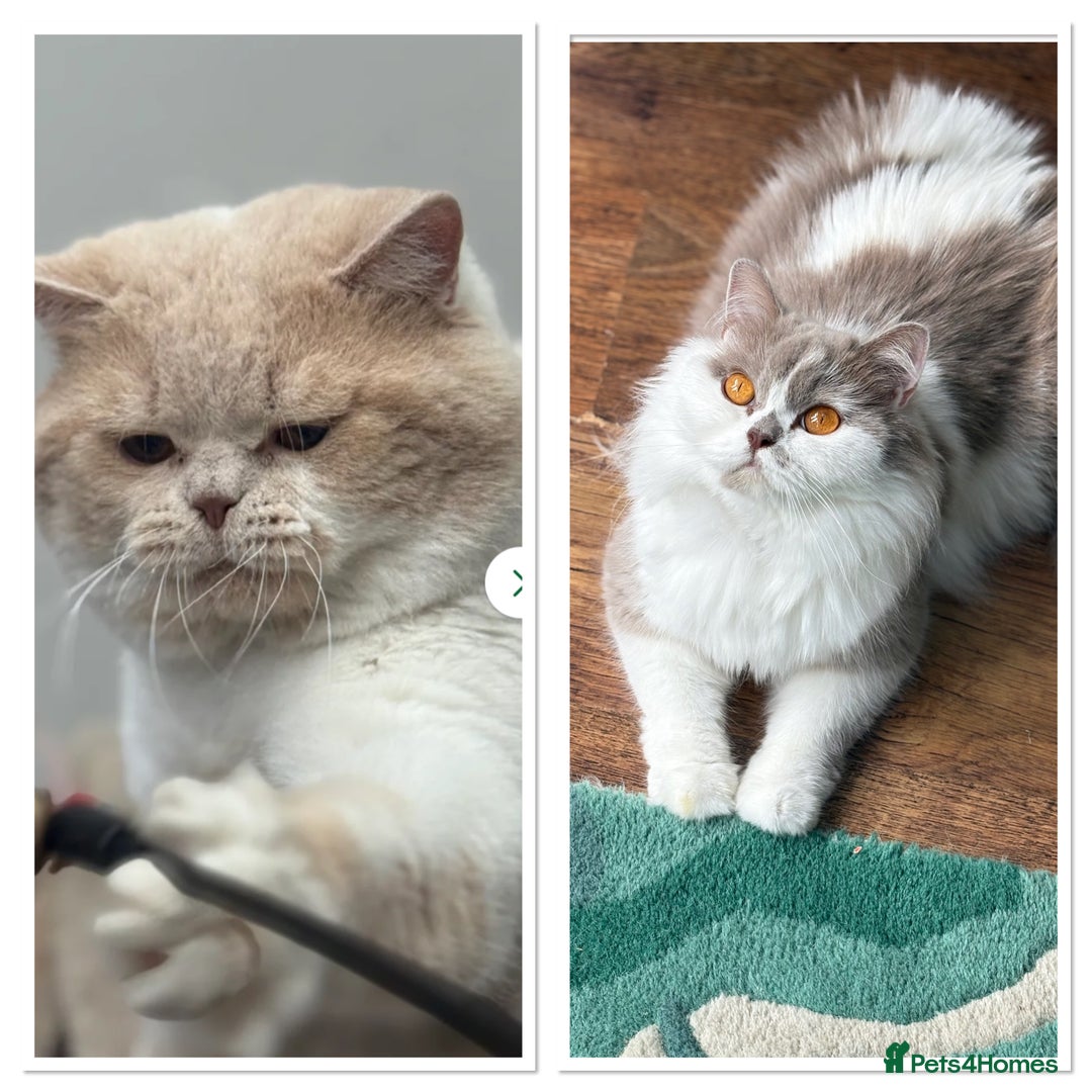 British Shorthair cats for sale: TICA reg lilac tortie and white bsh&blh kittens - Advert 7