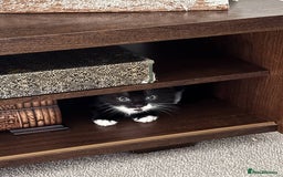 Mixed Breed cats for sale: girl and boy kitten looking for forever home - Image 2