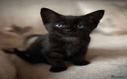 Mixed Breed cats for sale: 4 beautiful kittens ready now  - Image 8
