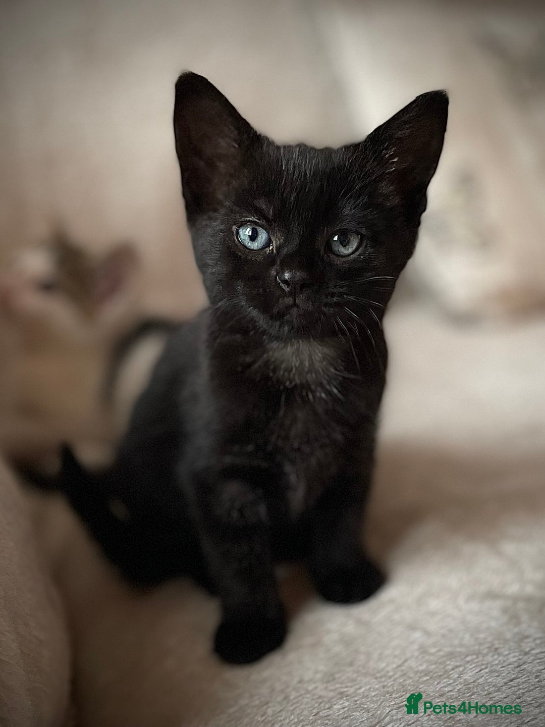 Mixed Breed cats for sale: 4 beautiful kittens ready now  - Image 8