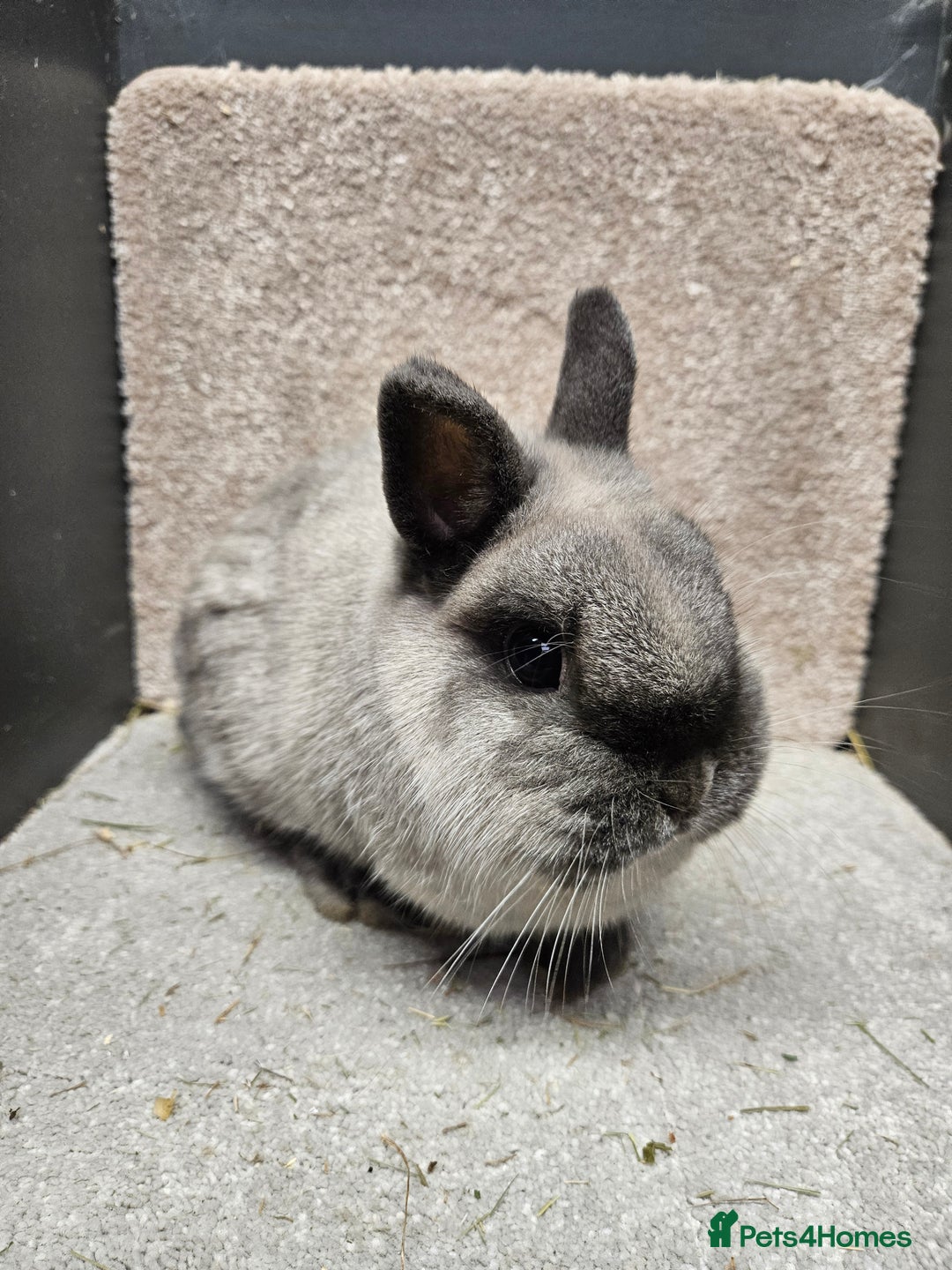 Netherland Dwarf rabbits for sale: Pure Bred Netherland Dwarfs young adult does - Advert 1