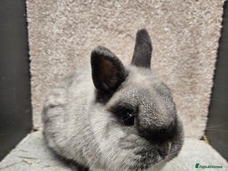 Netherland Dwarf rabbits Pure Bred Netherland Dwarfs young adult does - Advert 1
