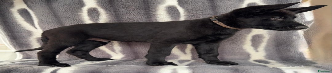 German Shepherd Puppy 6 (Brown)