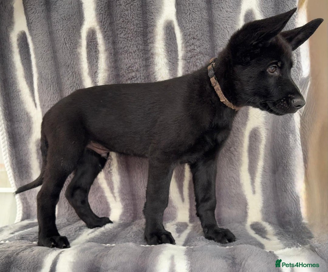 German Shepherd dogs for sale: Exceptional KC Reg DDR GSD Puppies Rare Bloodlines - Image 11