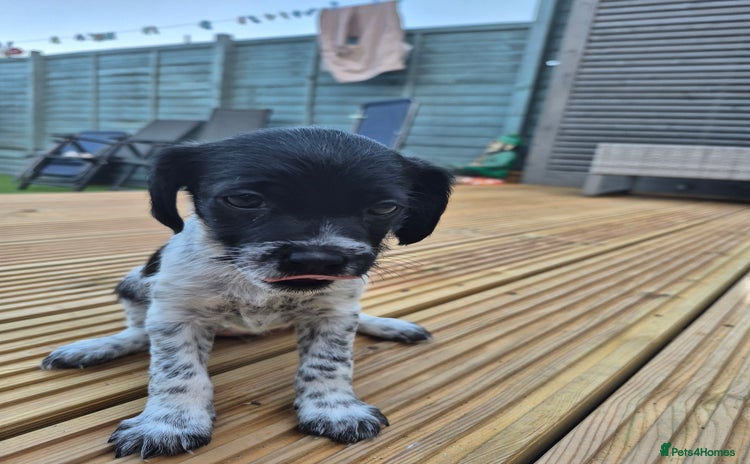 Mixed Breed dogs - Advert 1
