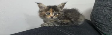 Xena