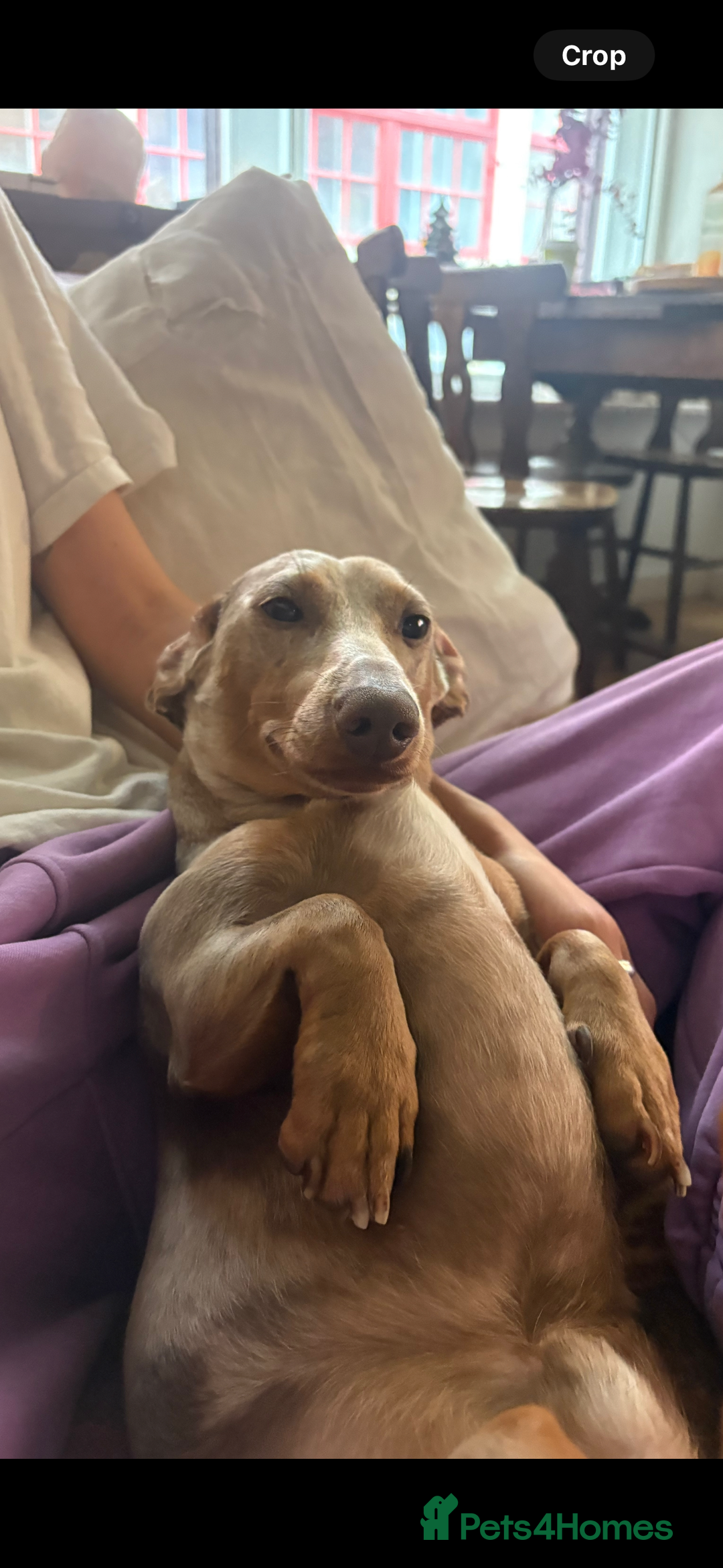 Miniature Dachshund dogs for sale: Buddy - Image 2