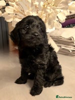 Cavapoo dogs Cavapoo - Advert 2