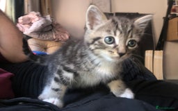 Mixed Breed cats for sale: 3 x Gorgeous Kittens - Image 8