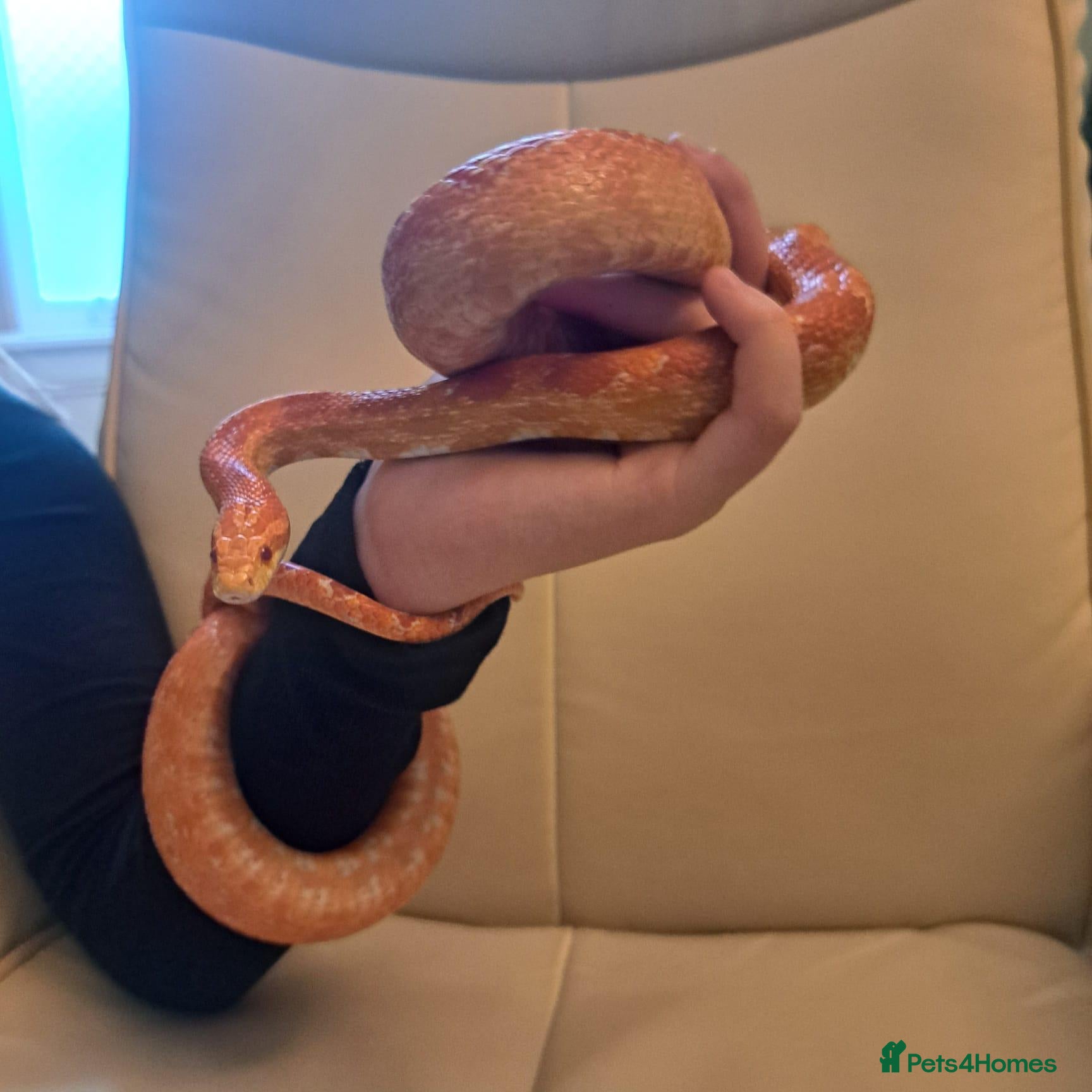Corn Snake reptiles for sale: Corn snake with vivvarium - Advert 1