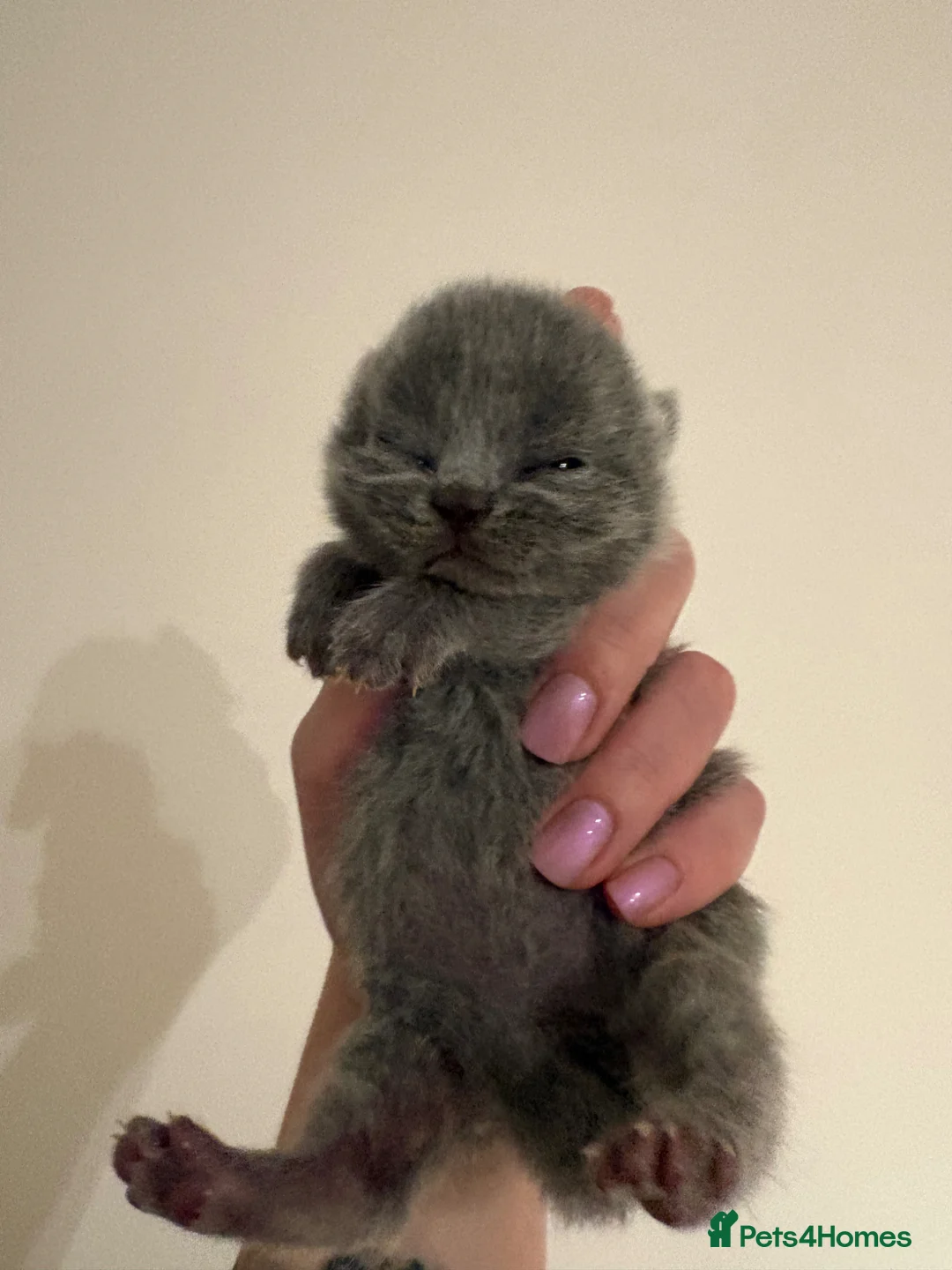 British Shorthair cats for sale: British Shorthair Kittens Available TICA 😻😻😻 - Advert 1