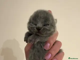 British Shorthair cats for sale: British Shorthair Kittens Available TICA 😻😻😻 - Advert 2