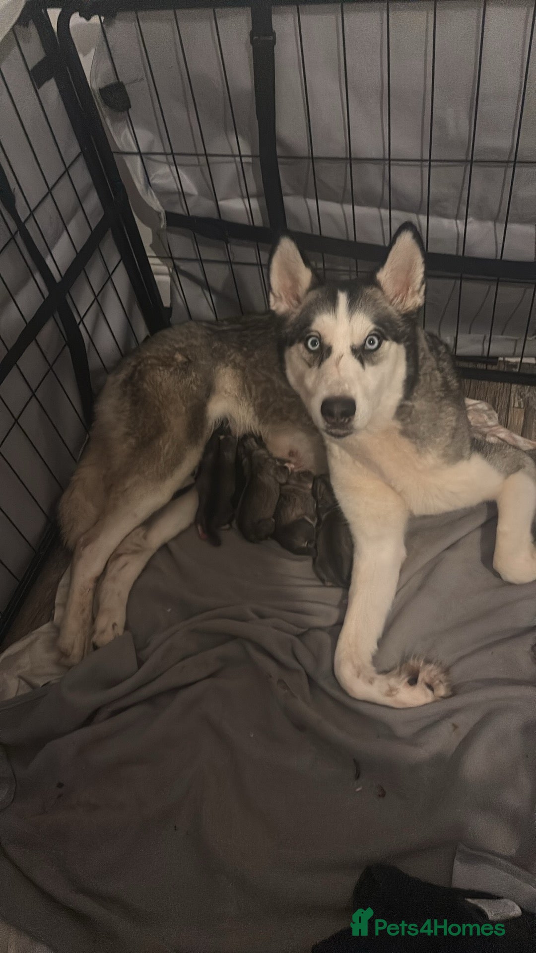 Siberian Husky dogs for sale: 6 Beautiful Siberian Husky’s ❤️ - Advert 1