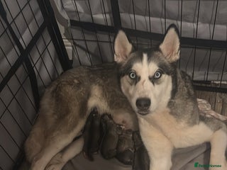 Siberian Husky dogs 6 Beautiful Siberian Husky’s ❤️ - Advert 1