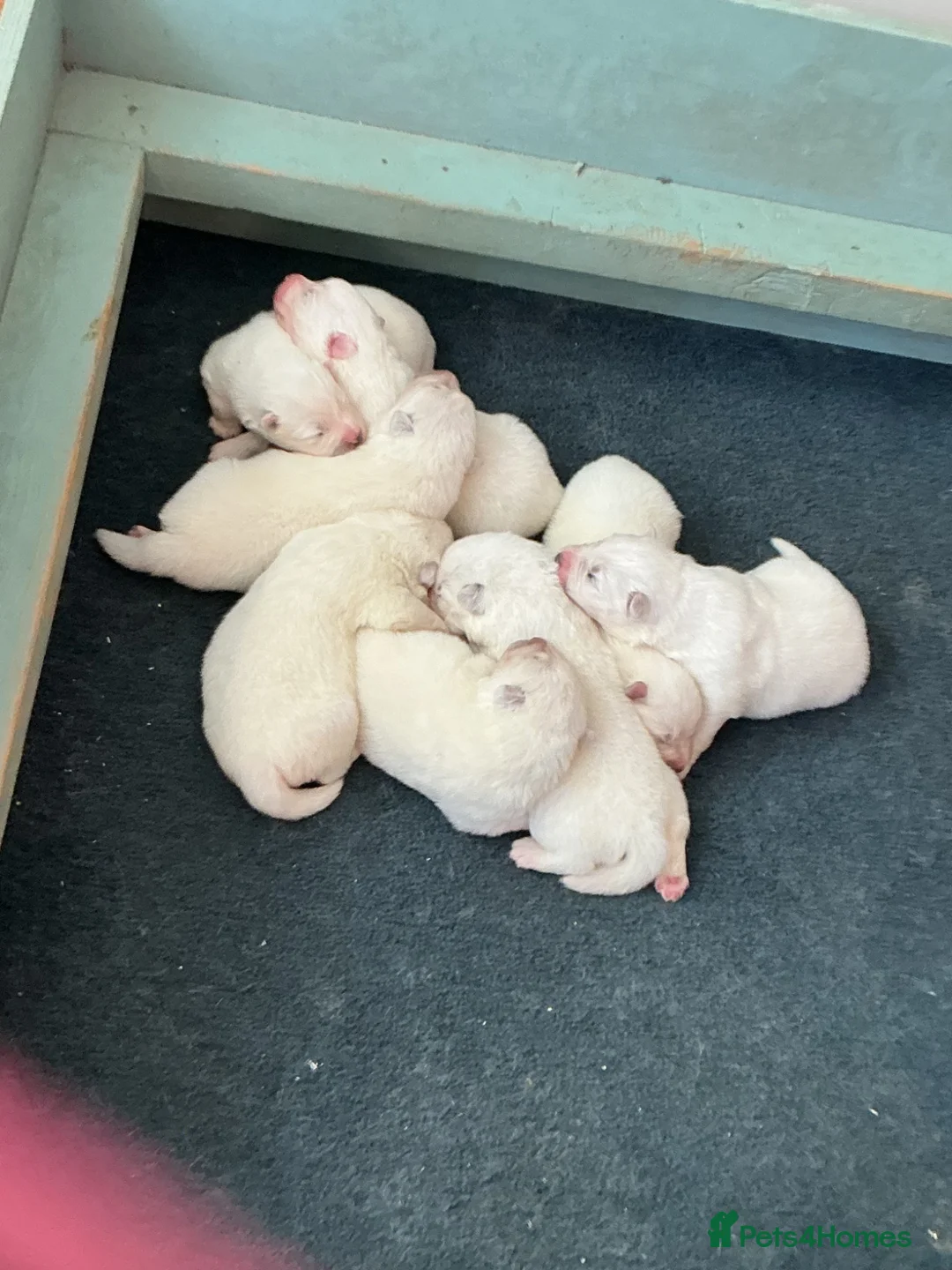 Samoyed dogs for sale: Bundle of joy and fluff  - Advert 2