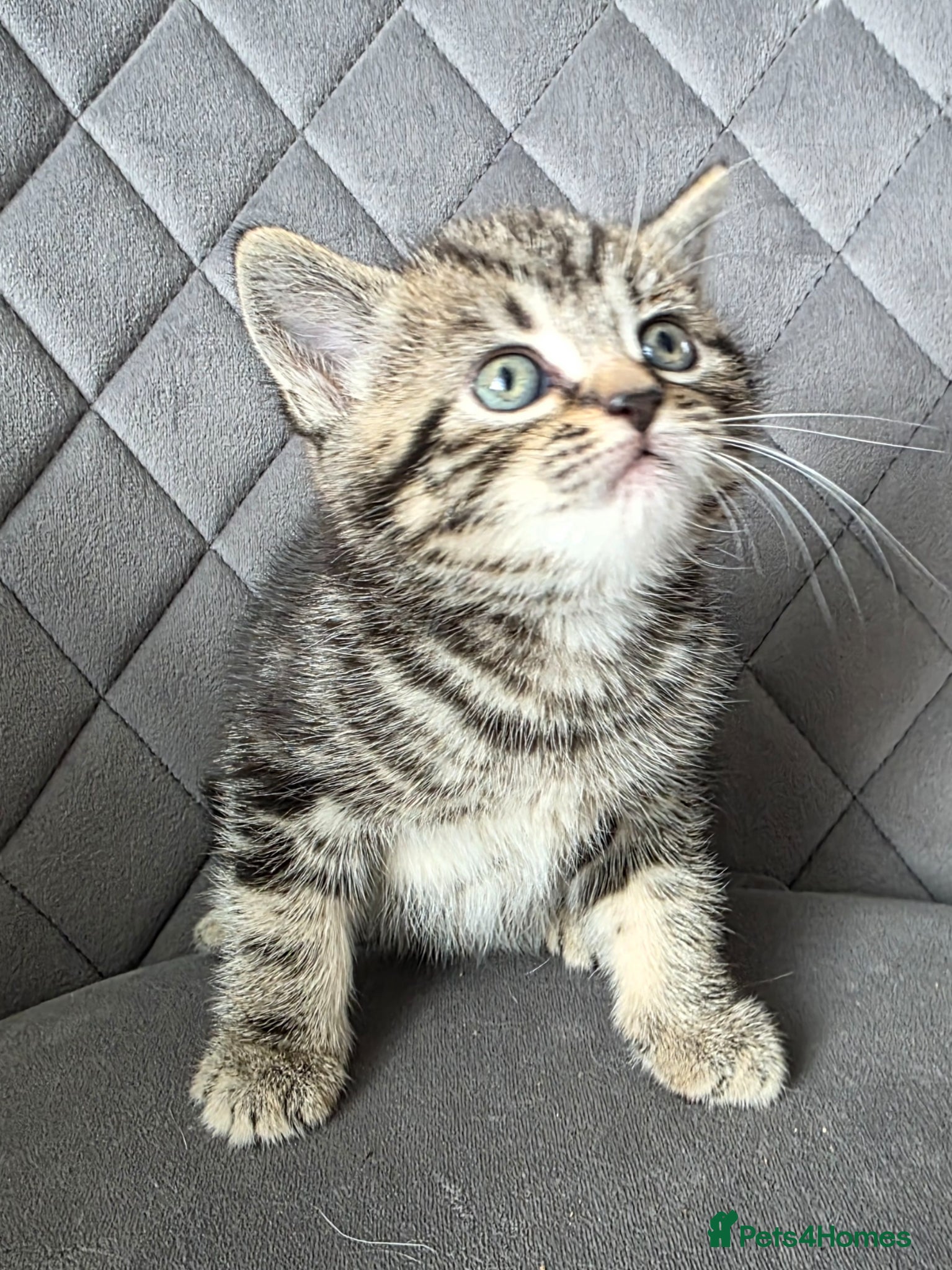 British Shorthair cats Beautiful Mixed British Shorthair Kittens - Advert 10