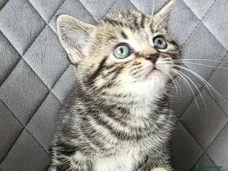 British Shorthair cats Beautiful Mixed British Shorthair Kittens - Advert 10