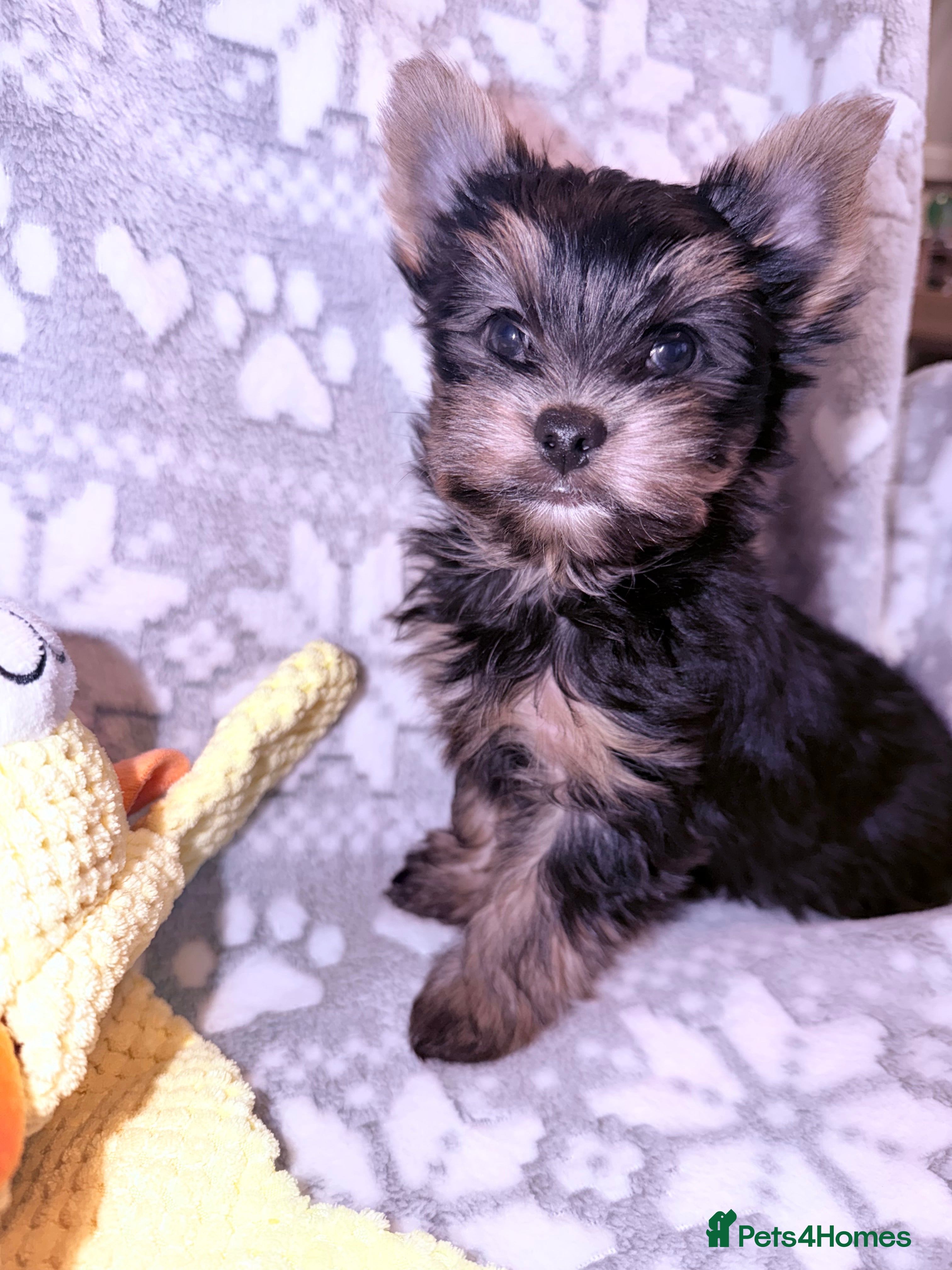 Yorkshire Terrier dogs Ready Now Last Small Boy Yorkshire Terrier  - Advert 6