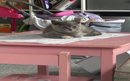 British Shorthair cats for sale: 🩵 1 blue/cream tortie BSH left to reserve 🩵 - Image 31