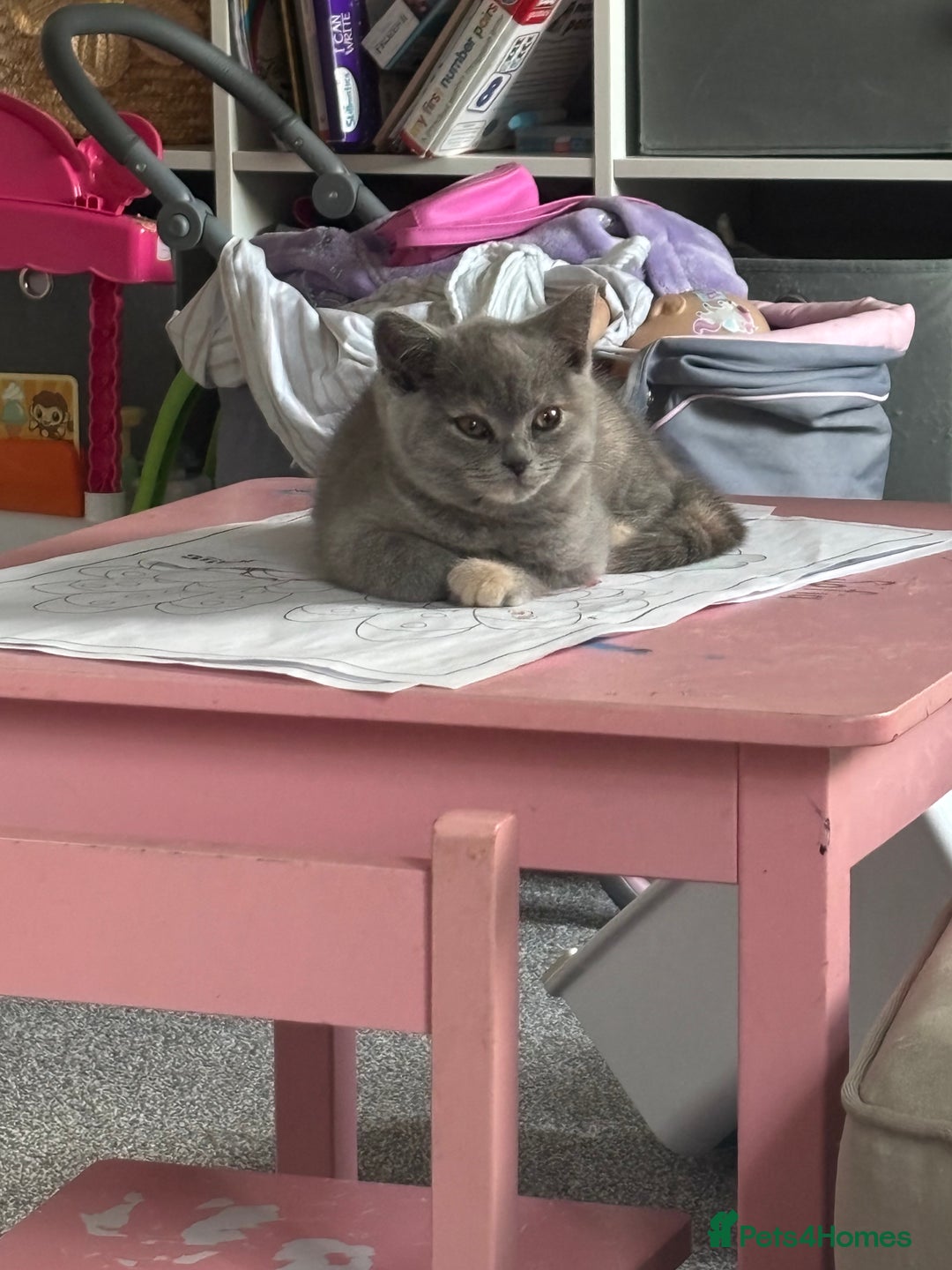 British Shorthair cats for sale: 🩵 1 blue/cream tortie BSH left to reserve 🩵 - Image 31