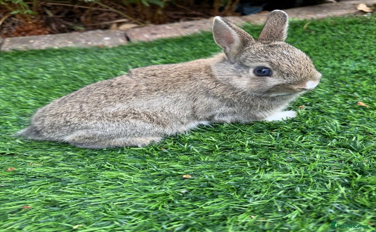 Netherland Dwarf rabbits - Advert 1