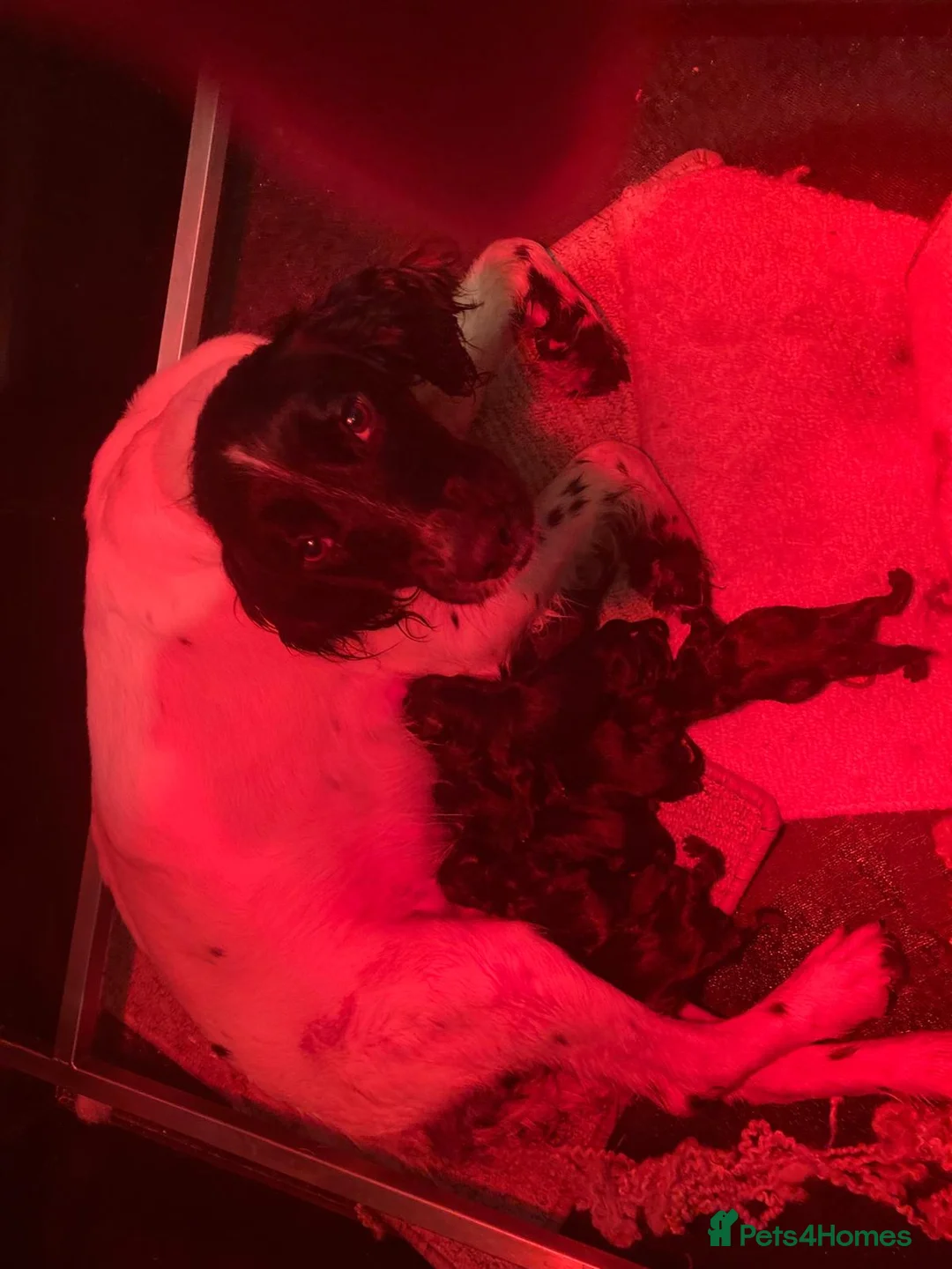 Springador dogs for sale: Springadors  - Advert 11