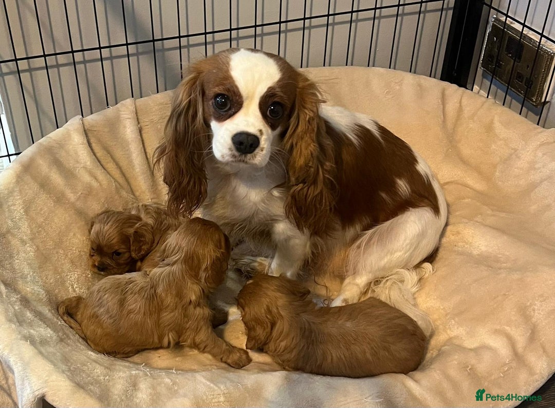 Cavalier King Charles Spaniel dogs for sale: ❤️KC REGISTERED HEALTH CLEAR CAVALIER PUPPIES❤️ - Advert 13