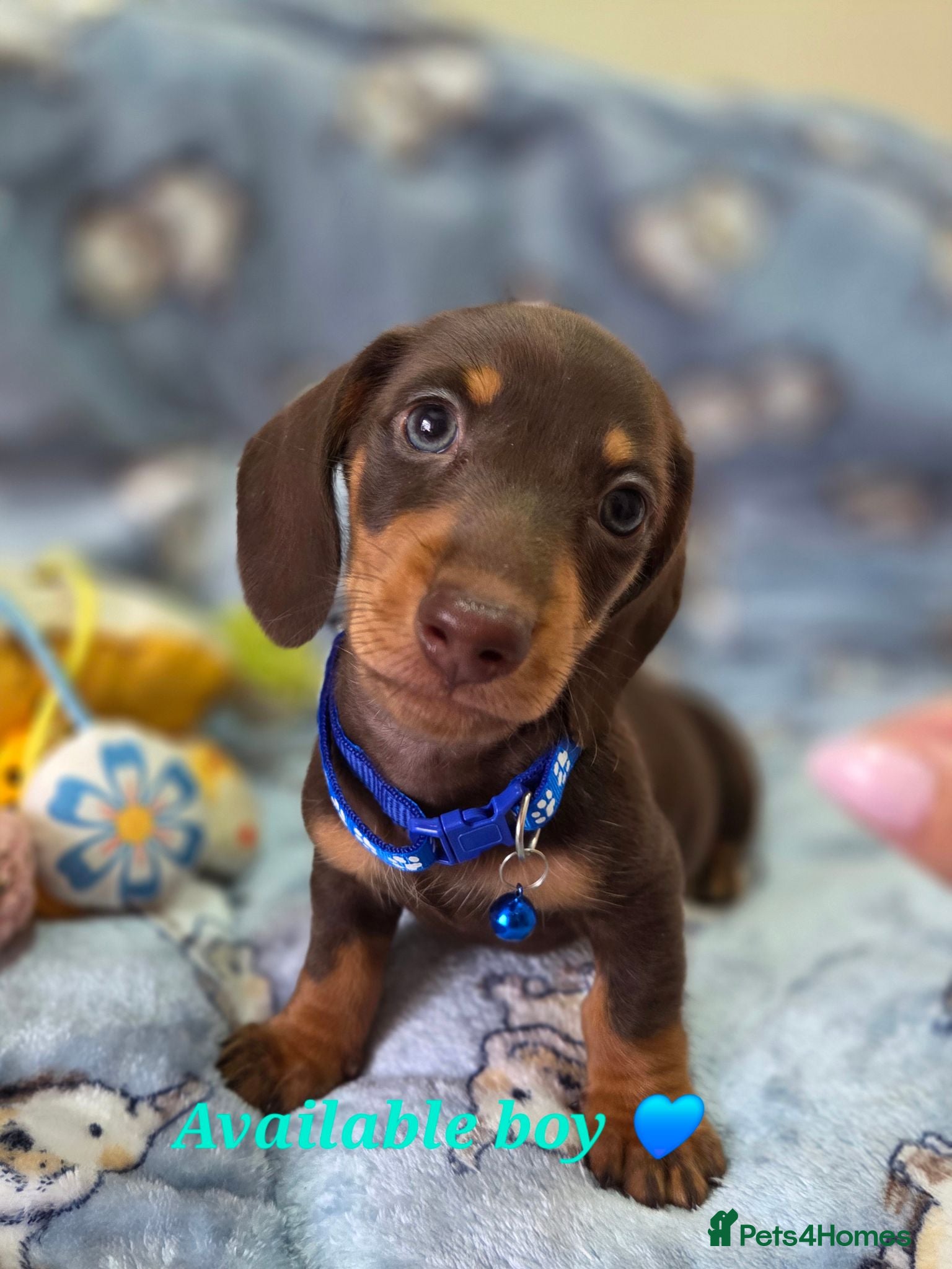 Miniature Dachshund dogs Kc registered Miniature Dachshund  - Advert 1