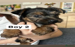Yorkshire Terrier dogs for sale: 3 gorgeous Yorkshire terrier boy puppies - Image 2