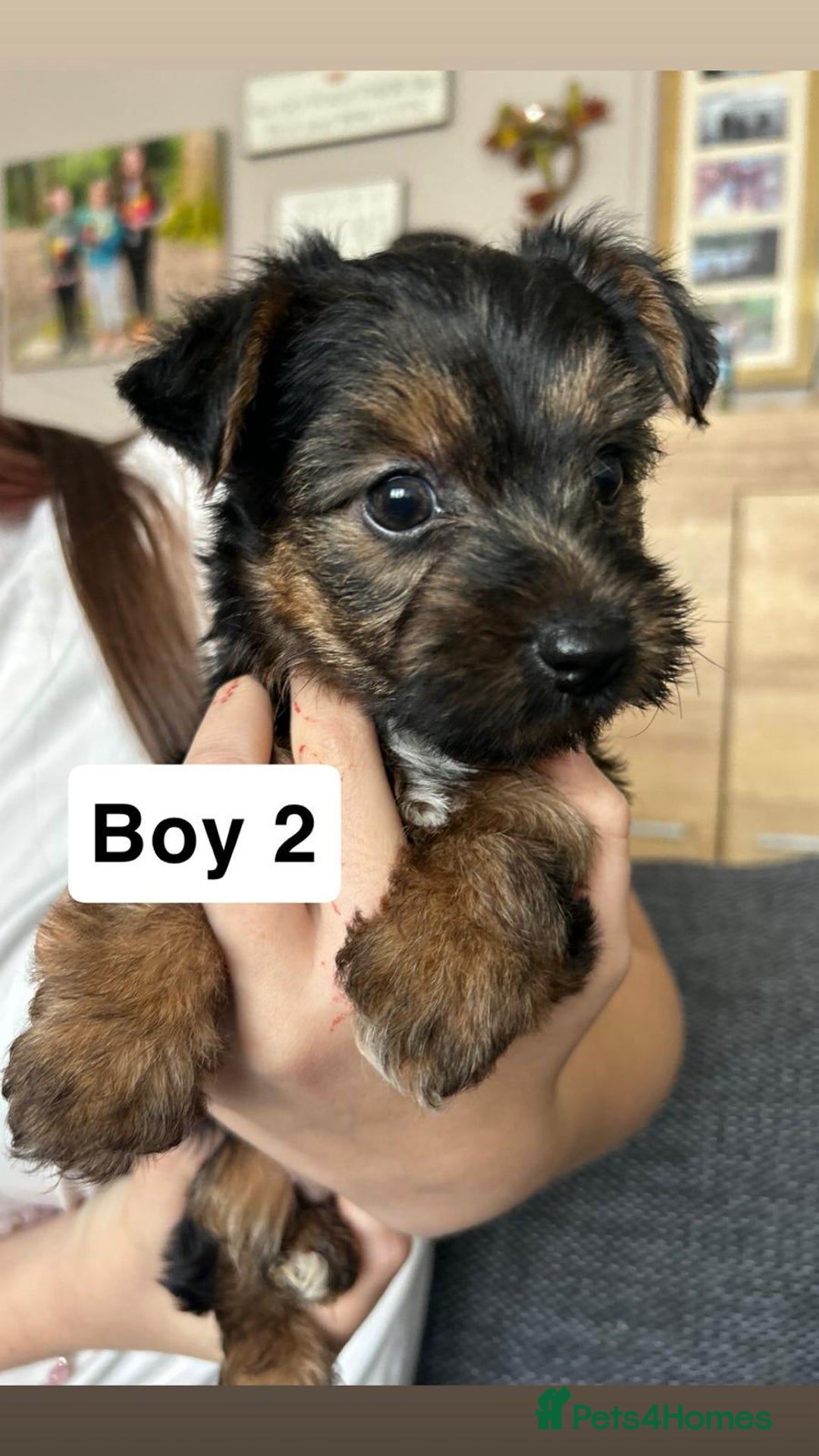 Yorkshire Terrier dogs for sale: 3 gorgeous Yorkshire terrier boy puppies - Image 2